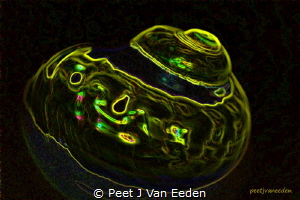 
Fluorescent image The Giant Turban by Peet J Van Eeden 